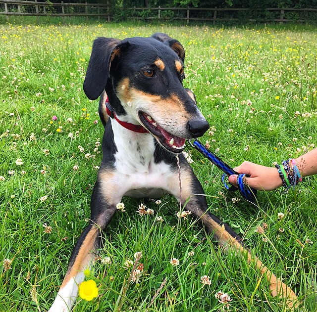 Ember is gorgeous friendly and playful boy who is great with other dogs